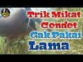 Cara Mudah Mikat Burung Cendet Liar Mp3 - Mp4 Download