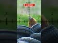 Air Guns For Hunting The Best Guns For Pest Target Shooting Airgun Hunting Air Guns For Hunting The Best Guns For Pest Target Shooting Airgun Hunting