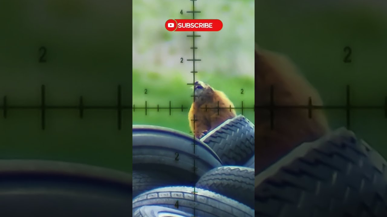 Air Guns For Hunting The Best Pest Target Shooting Airgun