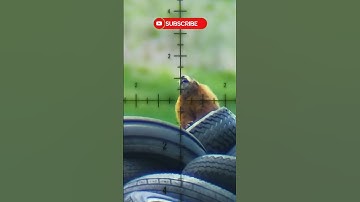 Air guns for hunting : The best guns for pest target shooting #airgun #hunting