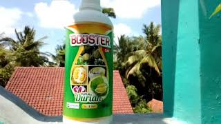 PUPUK DURIAN ORGANIK - BOOSTER DURIAN PUPUK PERANGSANGG BUNGA DAN BUAH DURIAN