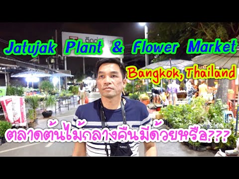 พาชมตลาดต้นไม้ตอนกลางคืน จตุจักร | KINI Station