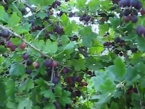 КРЫЖОВНИК ЧЕРНЫЙ НЕГУС .  ЯГОДЫ В НАШЕМ САДУ.