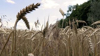 L'Ukraine met en garde les pays européens qui maintiennent des restrictions sur les céréales