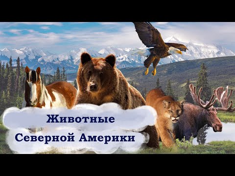 Животные Северной Америки