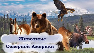 Животные Северной Америки