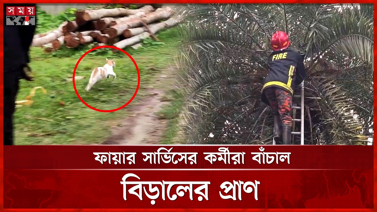 ৩০ ফুট উঁচু খেজুরগাছ থেকে বিড়াল উদ্ধার করল ফায়ার সার্ভিস | Fire Service | Rescues Cat | Somoy TV