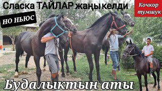 Чекчейген УКМУШ тайлар КЕЛДИ  НО НЬЮС КОЧКОР ТУМШУК  УЛАКты кечкен бУДАЛЫКТЫН АТЫ