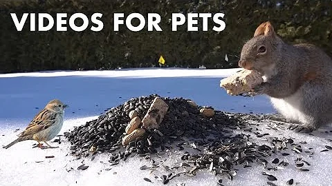 Backyard Birds and Squirrels in the Snow - 10 Hour Video for Pets and People - Cat TV - Feb 20, 2024