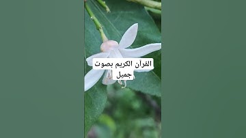 القرآن الكريم بصوت جميل #explore #اكسبلور #قران_كريم #تيك_توك #قرآن #لايك