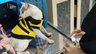 Rescue A Cat From Terrible Condition. Has Been Neutered. Episode 8