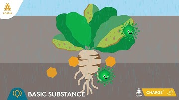 Stimulate plants’ natural defences against pathogens with Charge, ADAMA’s new biological solution