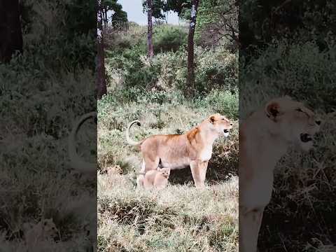 3 Little Lion Cubs Follow 2 Lionesses