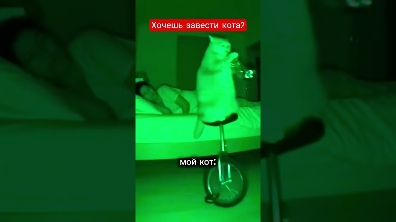 Хочешь завести кота? 