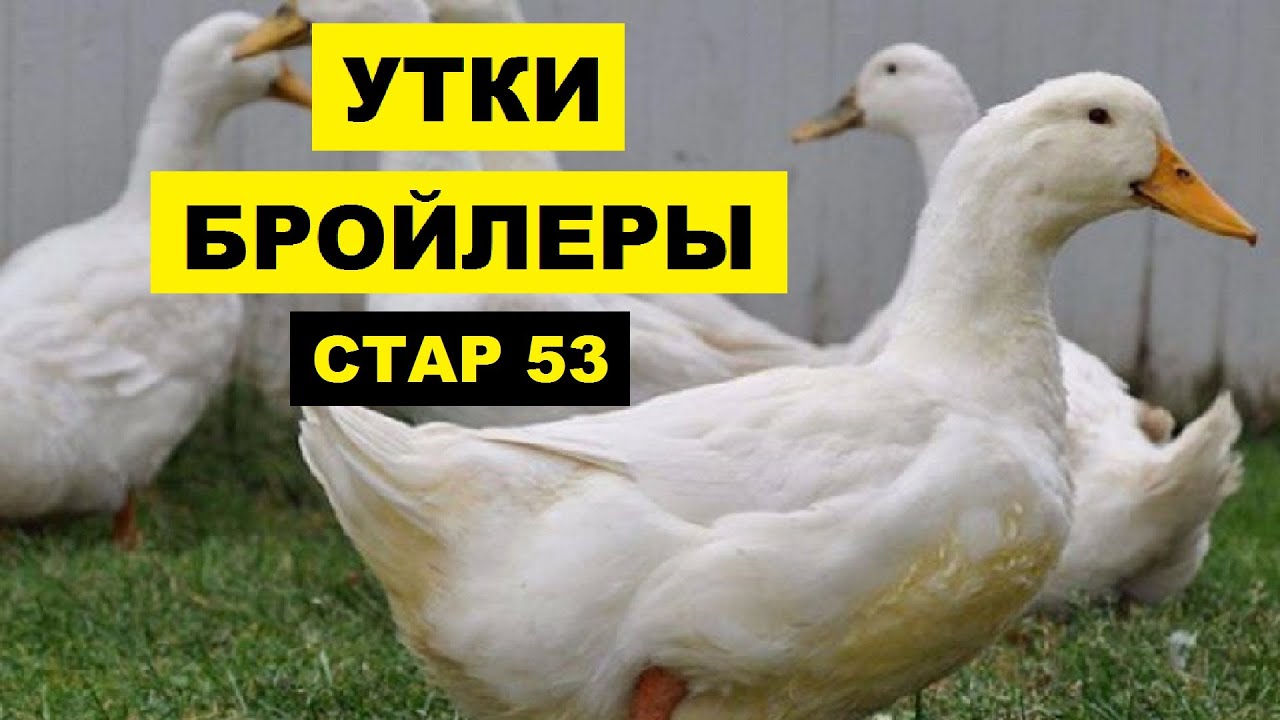 Утка старт описание породы. Утята Стар 53 подрощенные. Утка бройлерная старт 53. Утка породы Стар 53. Утка Стар-53 описание.