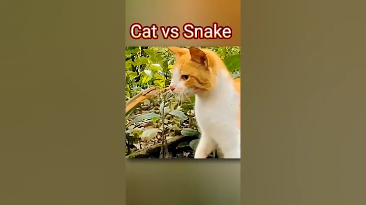 Cat vs Snake 😱#shorts #facts #fact #ytshorts #shortsvideo #knowledge