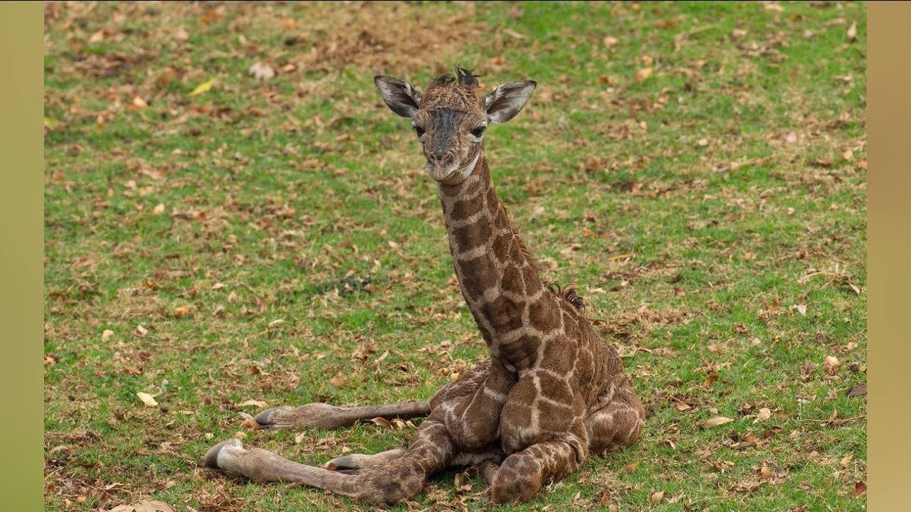 Baby Zebra Learns to Use Legs at San Diego Zoo Safari Park 