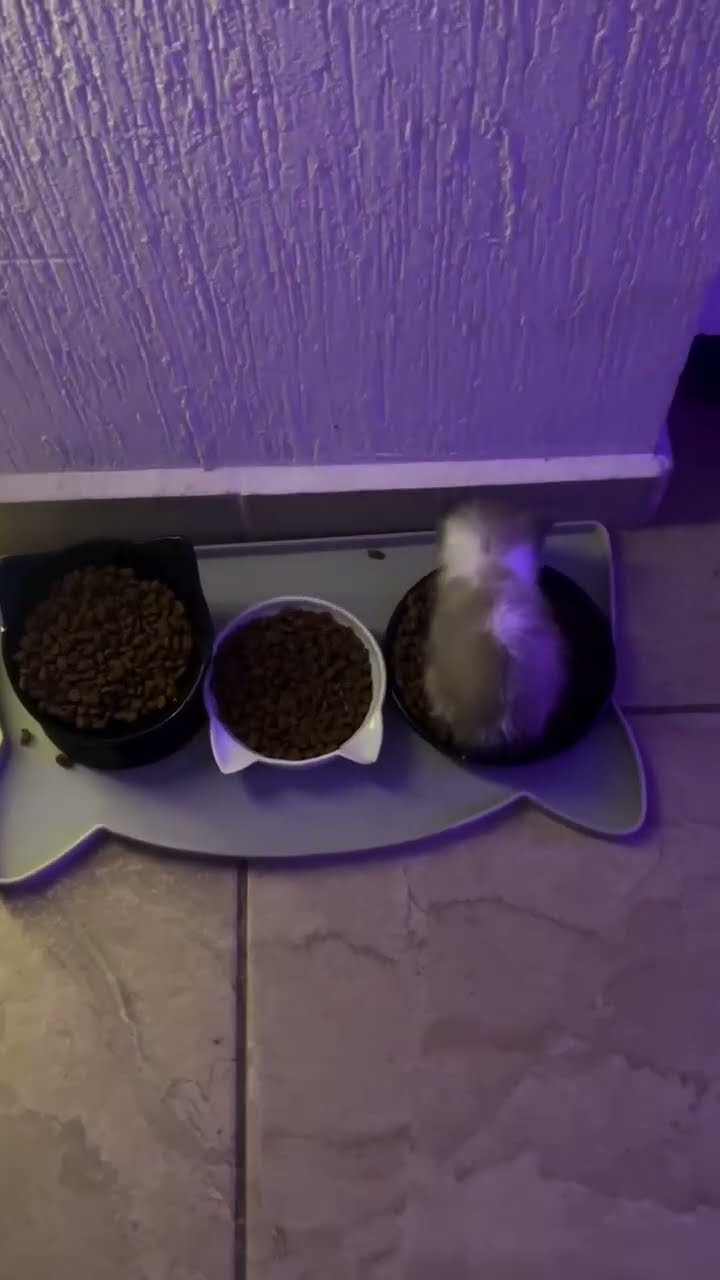 Top des vidéos très mignon