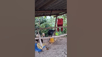 gà ta đầu tê giác.qaib hmoob tob hau twj kum