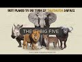 African Big Five Animals (Best Places To See Them in Tanzania Safari)