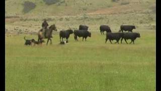 Working Sheepdogs in New Zealand