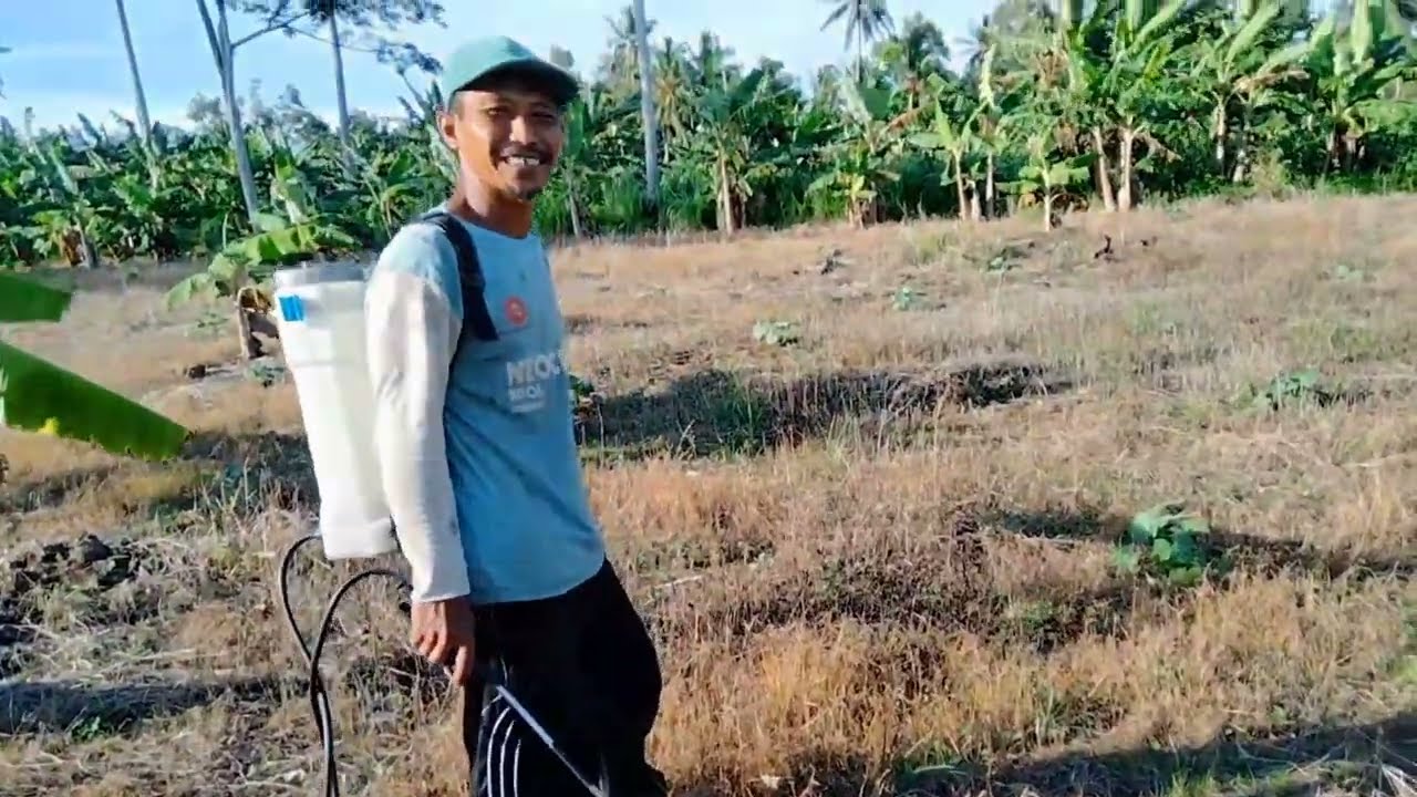 Cara agar pertumbuhan labu tetap subur