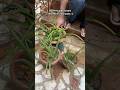 Plant Alovera plant pups today! #youtubeshorts #gardening