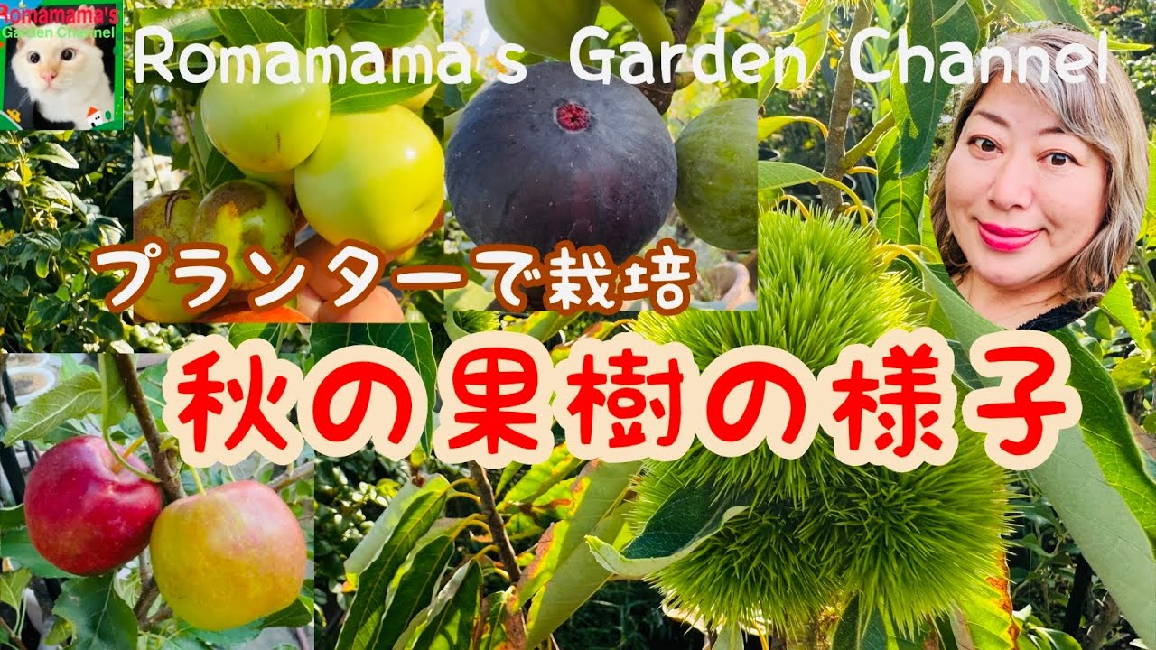 【プランターでくだもの栽培】今日の収穫と季節外れに咲いた栗の様子など　#果樹栽培  #イチジク栽培