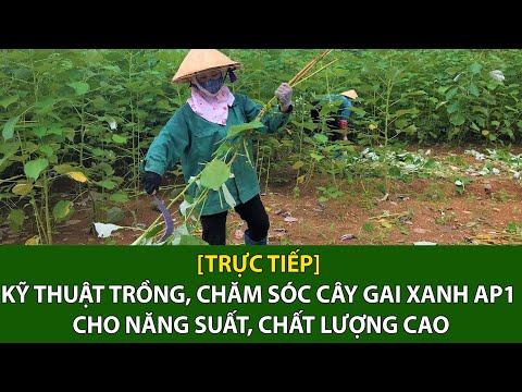 [Trực tiếp] Kỹ thuật trồng, chăm sóc cây gai xanh AP1 cho năng suất, chất lượng cao | VTC16