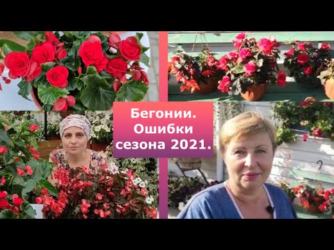 Бегония 2021 года, разбираем ошибки со Светланой Лодисад