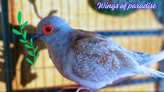 Littile dove in the world found in Australia.  USA balcony birds. screenshot 3