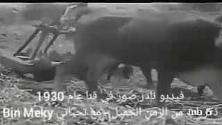 فيديو نادر صور عام 1930 في محافظة قنا