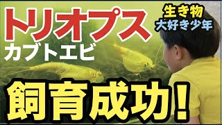 トリオプス（カブトエビ）の飼育成功！