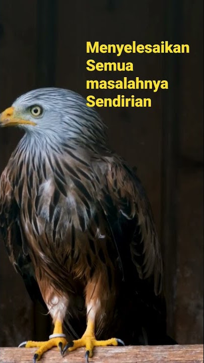 Elang The Eagle | #shorts #elang #short #quote