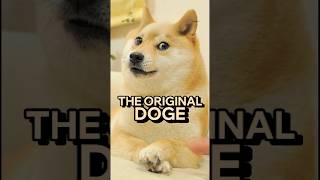 The Real Dog Behind Doge #memes