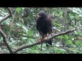 Hunting rabbits with Harris Hawk and Springer Spaniel Hunting rabbits with Harris Hawk and Springer Spaniel