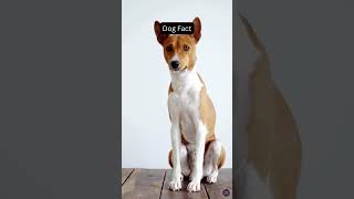 The Basenji...Dog Fact