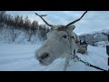 Traditional Sámi Reindeer Sledding.  - Traditioneller Sámi Rentierschlitten