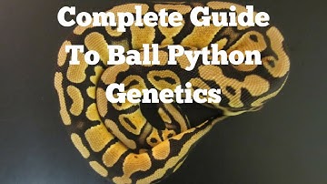 A Complete Guide To Ball Python Genetics - Benjamin