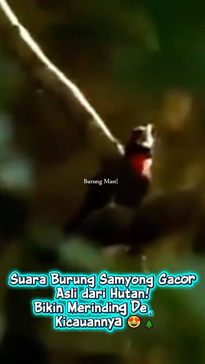 Suara Burung Samyong Gacor Asli dari Hutan! Bikin Merinding Dengar Kicauannya 😍🌲