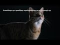 Video: Purina Pro Plan Cat Natural Defences+ Συμπλήρωμα Διατροφής σε Σκόνη 60gr