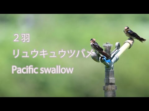 【２羽】リュウキュウツバメ Pacific swallow