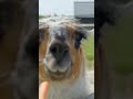 The Animal That Spits at Its Enemies