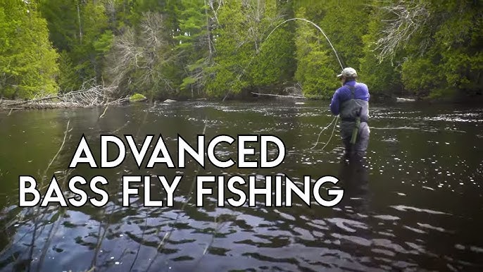 Striped Bass on a Fly 