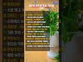 허브차 종류별 효능정리 #허브차추천 #허브차효능 #캐모마일