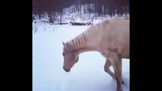 Watch this cute horse roll on the snow!