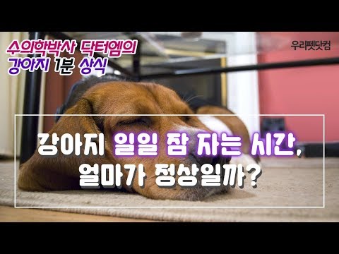 [강아지 키우기 정보] 강아지 일일 잠 자는 시간 얼마가 정상일까?