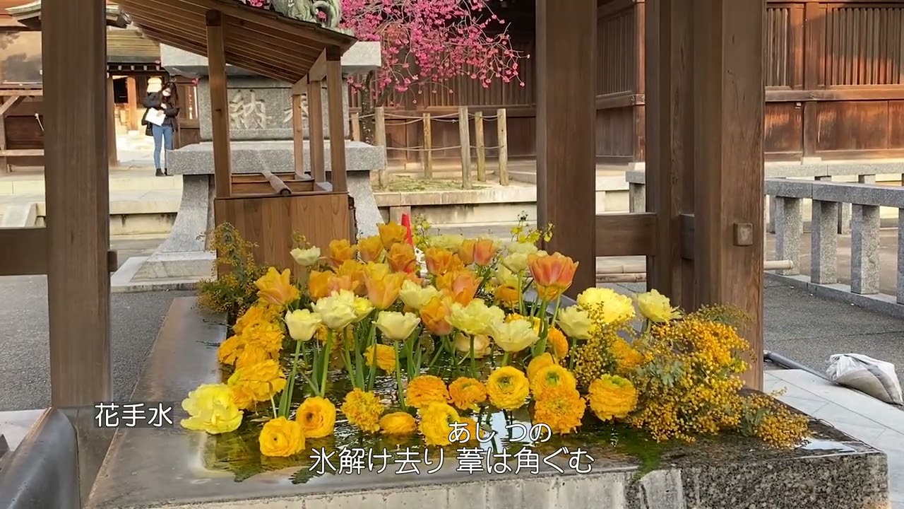 【童謡・唱歌で綴る日本の四季】（２月）　唱歌「早春賦」　淡紅梅　熱海桜　緋寒桜　寒桜