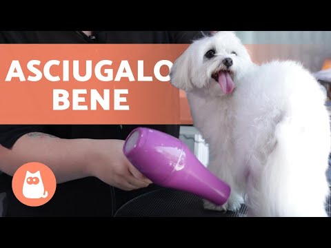 Come ASCIUGARE il PELO del CANE? 💨🐶 (a pelo LUNGO)