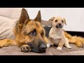 German Shepherd Confused by new Puppy